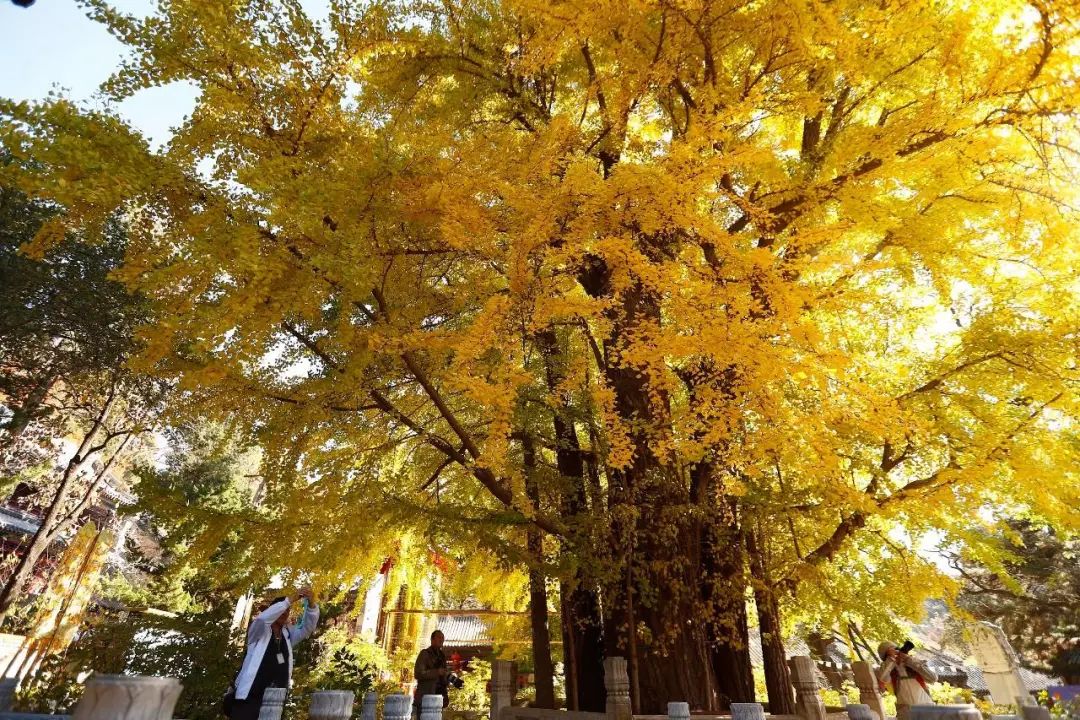 紅木家具圖片 紅木家具圖片