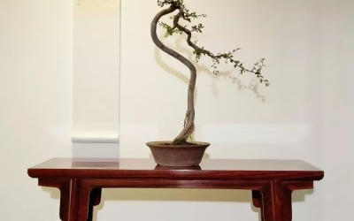 古典家具和盆景相結(jié)合，美不勝收！